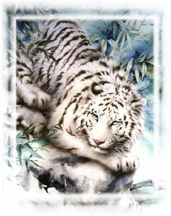 netiger.jpg